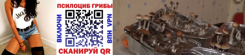 блэк спрут ссылки  Строитель  Галлюциногенные грибы Psilocybe  магазин продажи  